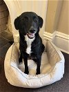 adoptable Dog in , MA named Thelma