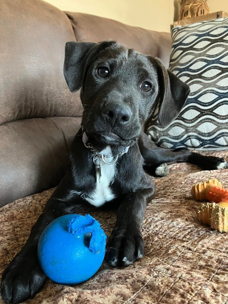 adoptable Dog in Boston, MA named Rodeo NCT
