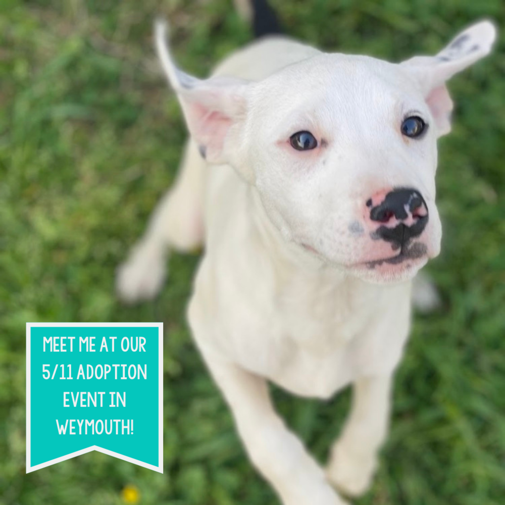 adoptable Dog in Boston, MA named Pilot NCT