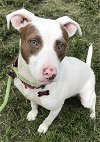 adoptable Dog in , MA named Marie Osmond