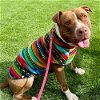 adoptable Dog in boston, MA named Koda