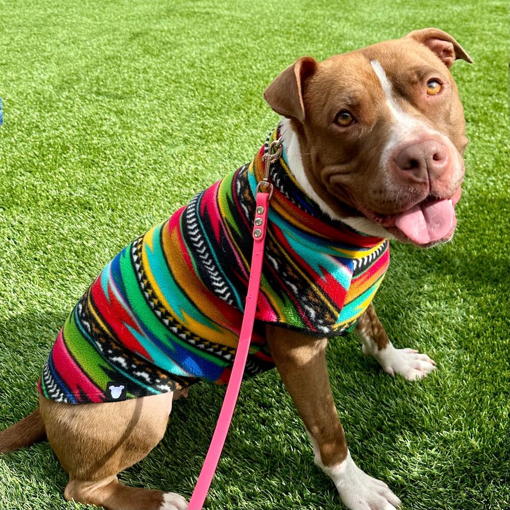 adoptable Dog in Boston, MA named Koda