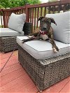 adoptable Dog in boston, MA named Seretha
