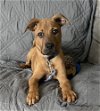 adoptable Dog in boston, MA named Sam Celtic
