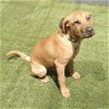 adoptable Dog in boston, MA named Payton Celtic