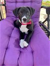adoptable Dog in boston, MA named Gigi PerfectTEN
