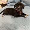 adoptable Dog in boston, MA named Tessie PerfectTEN