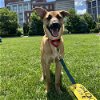 adoptable Dog in , MA named Rue Moore