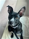 adoptable Dog in boston, MA named Commander