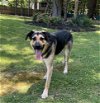 adoptable Dog in boston, MA named Brutus