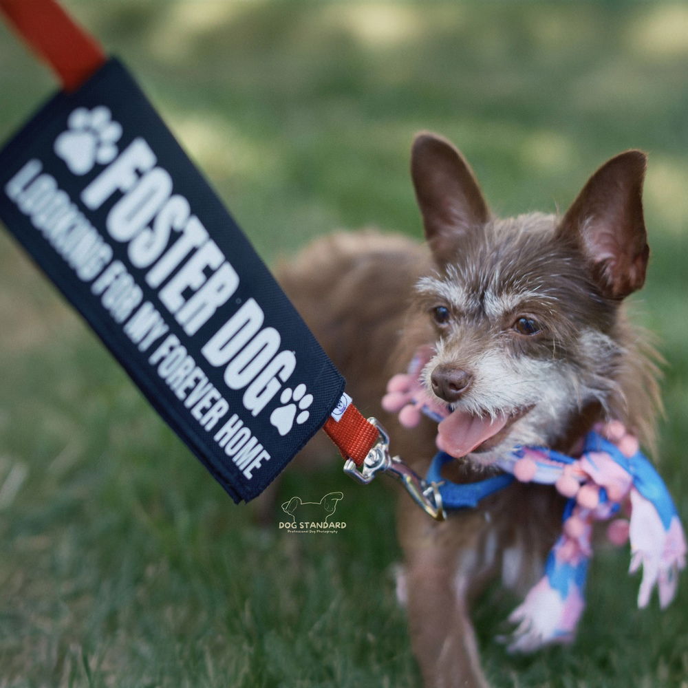 adoptable Dog in Boston, MA named Tooty