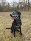 adoptable Dog in , MA named Neely