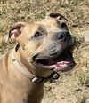 adoptable Dog in Boston, MA named Joy