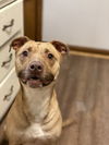 adoptable Dog in Boston, MA named Marie Madre