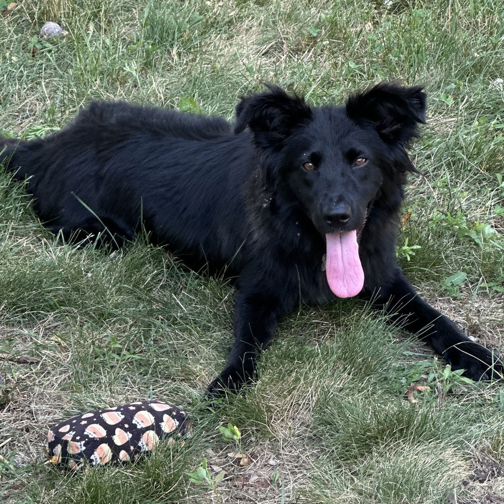 adoptable Dog in Boston, MA named Mary Lou