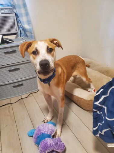 adoptable Dog in Boston, MA named Max