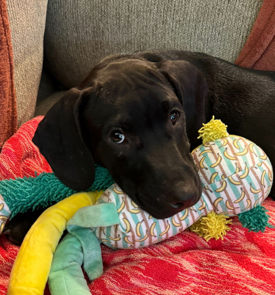 adoptable Dog in Boston, MA named Rob Lowe