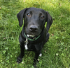 adoptable Dog in Boston, MA named Chad Lowe