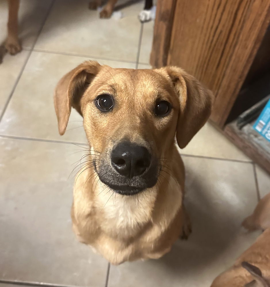 adoptable Dog in Boston, MA named Denise