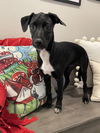 adoptable Dog in Boston, MA named Lainey Page