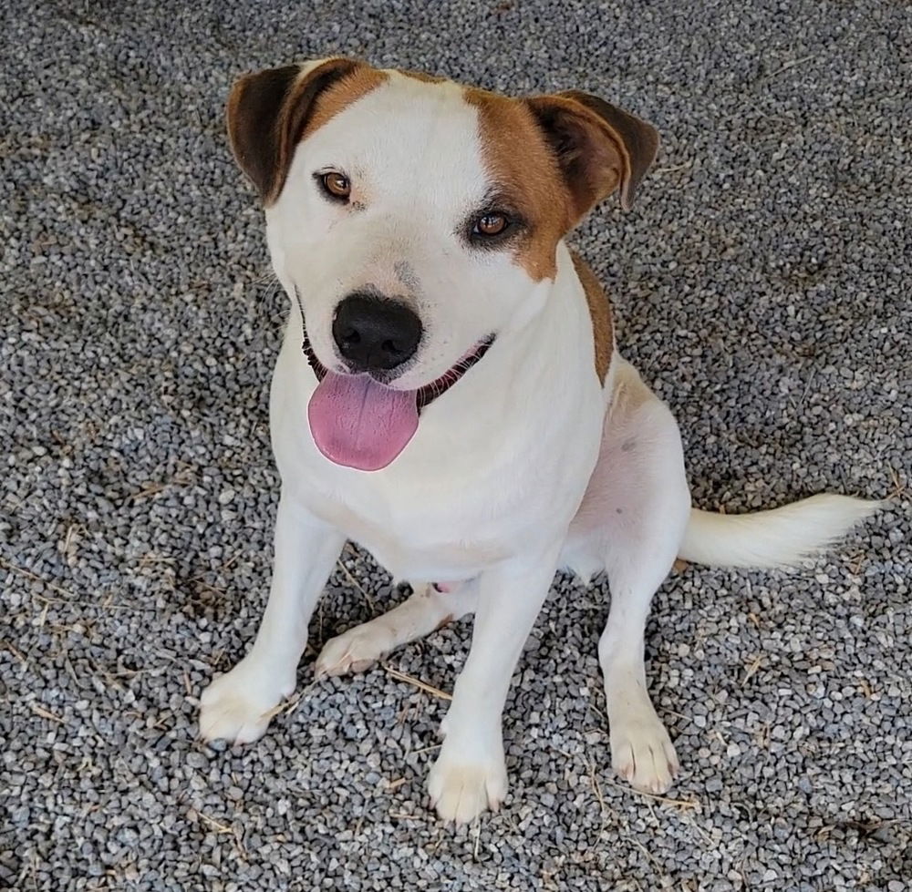 adoptable Dog in Boston, MA named Rocky Redfield