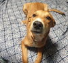 adoptable Dog in , MA named Buck White