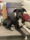 adoptable Dog in , MA named Daisy Page