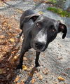 adoptable Dog in , MA named Lennyn