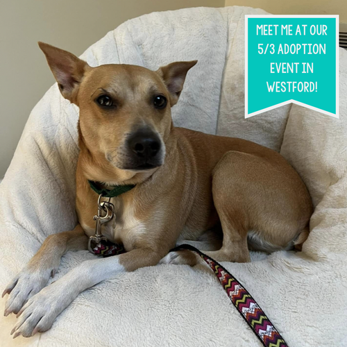 picture of the dog needing adoption