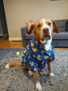 adoptable Dog in  named Joey
