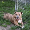 adoptable Dog in Boston, MA named Boris Chief