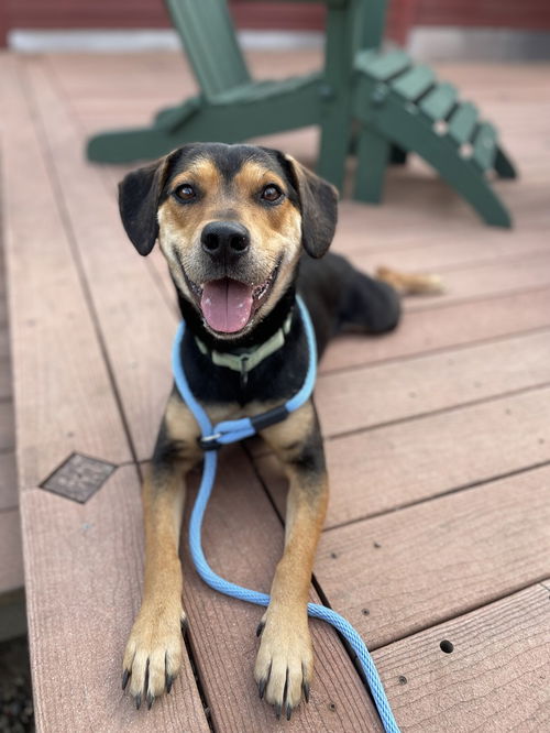 picture of the dog needing adoption