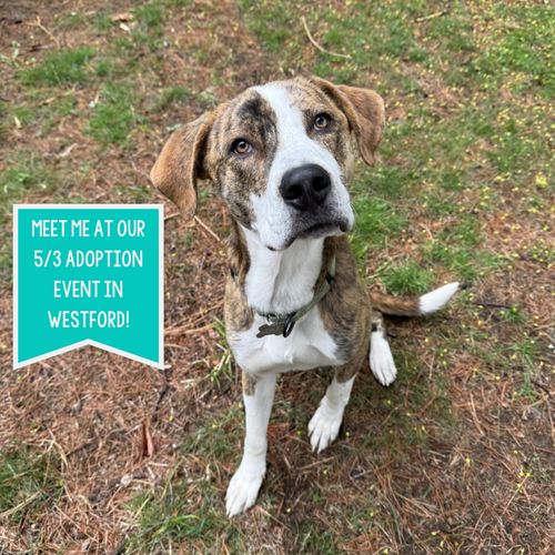 picture of the dog needing adoption