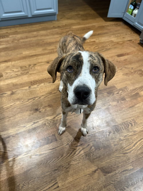 picture of the dog needing adoption