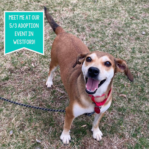 picture of the dog needing adoption