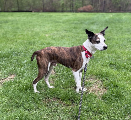 picture of the dog needing adoption