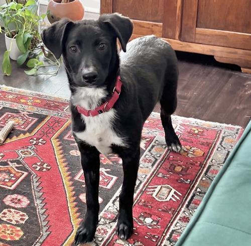 picture of the dog needing adoption