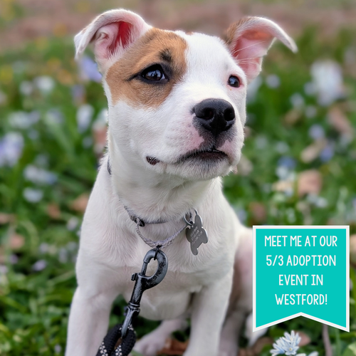 picture of the dog needing adoption