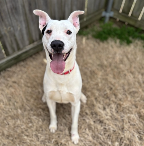 picture of the dog needing adoption