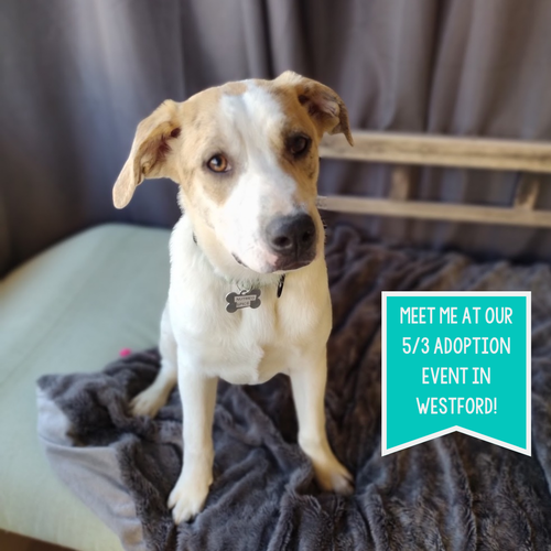 picture of the dog needing adoption