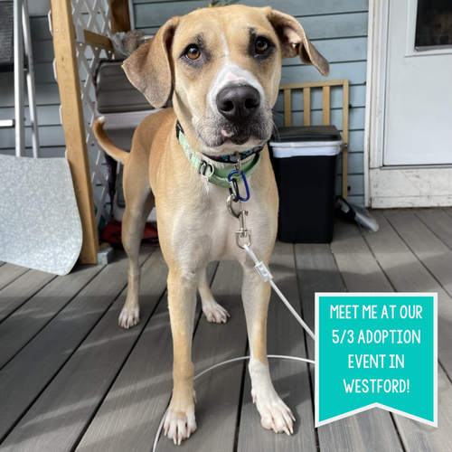 picture of the dog needing adoption