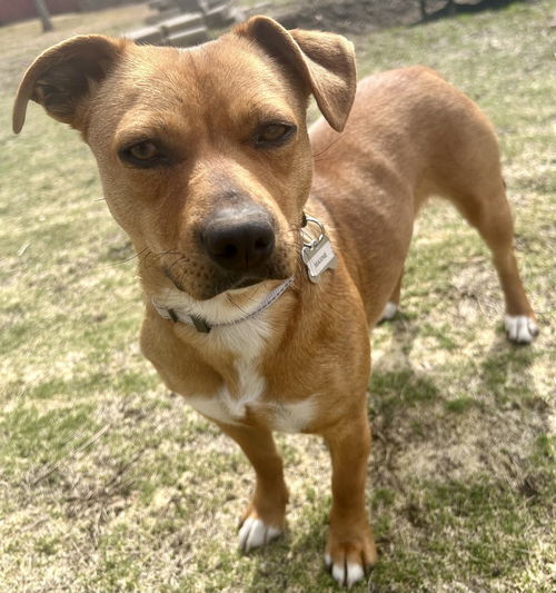 picture of the dog needing adoption
