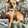 adoptable Dog in Boston, MA named Maxine