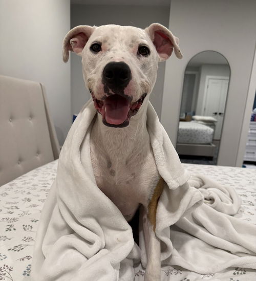picture of the dog needing adoption