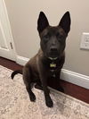 adoptable Dog in Boston, MA named Evie
