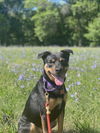adoptable Dog in , MA named Ace of Hearts
