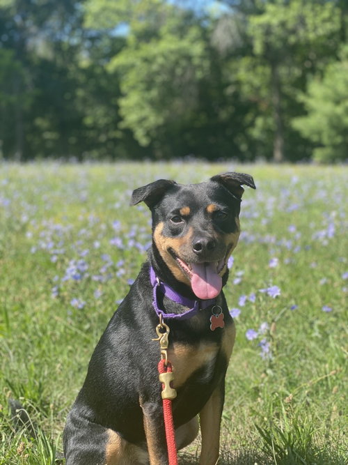 picture of the dog needing adoption