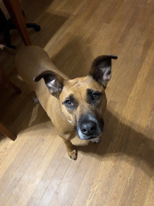 picture of the dog needing adoption