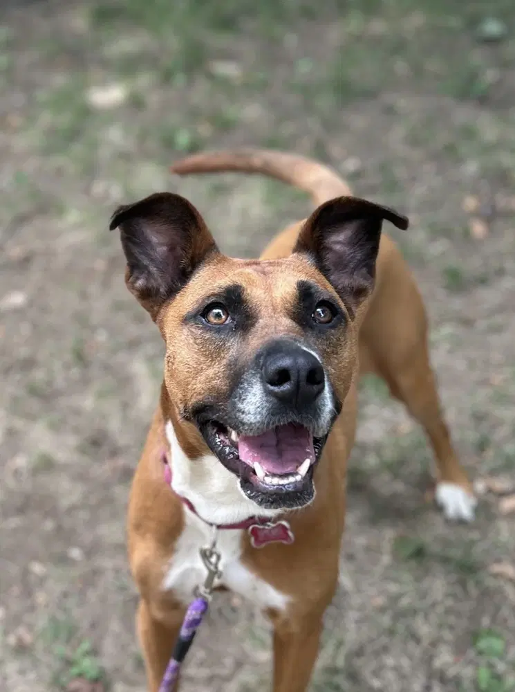 Zaria - Boxer