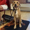 adoptable Dog in  named Red Ezell